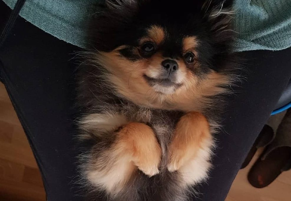 🐾Woher soll ich wissen, was mein Hund alles lernen muss?