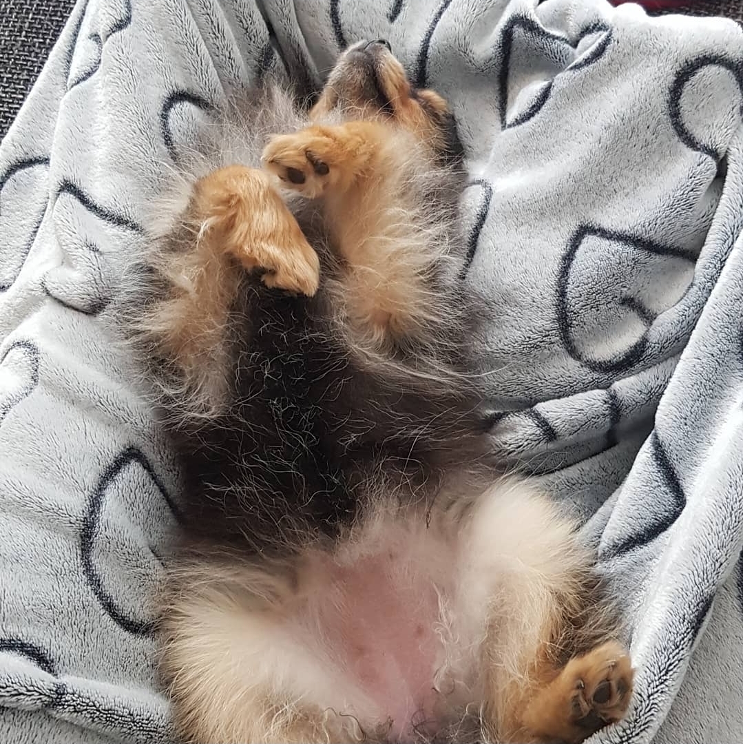🐶 Warum ich heute keinen dritten Hund adoptiert habe – und was ich daraus gelernt habe