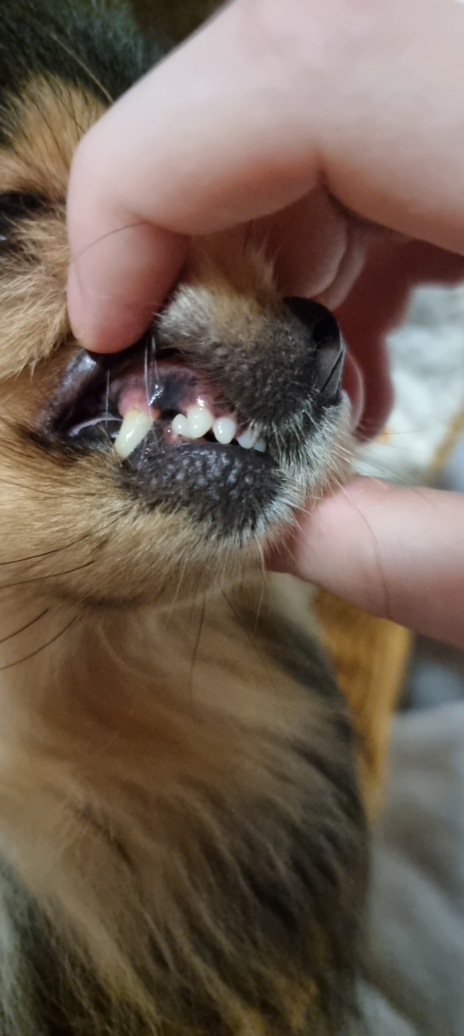 Zahnreinigung und OP bei Hunden: Kosten & Erfahrungen