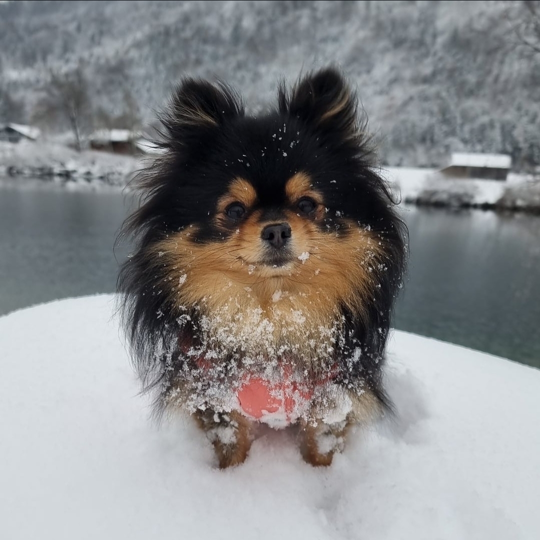 Warum dein Hund im Winter friert: Anzeichen und Tipps