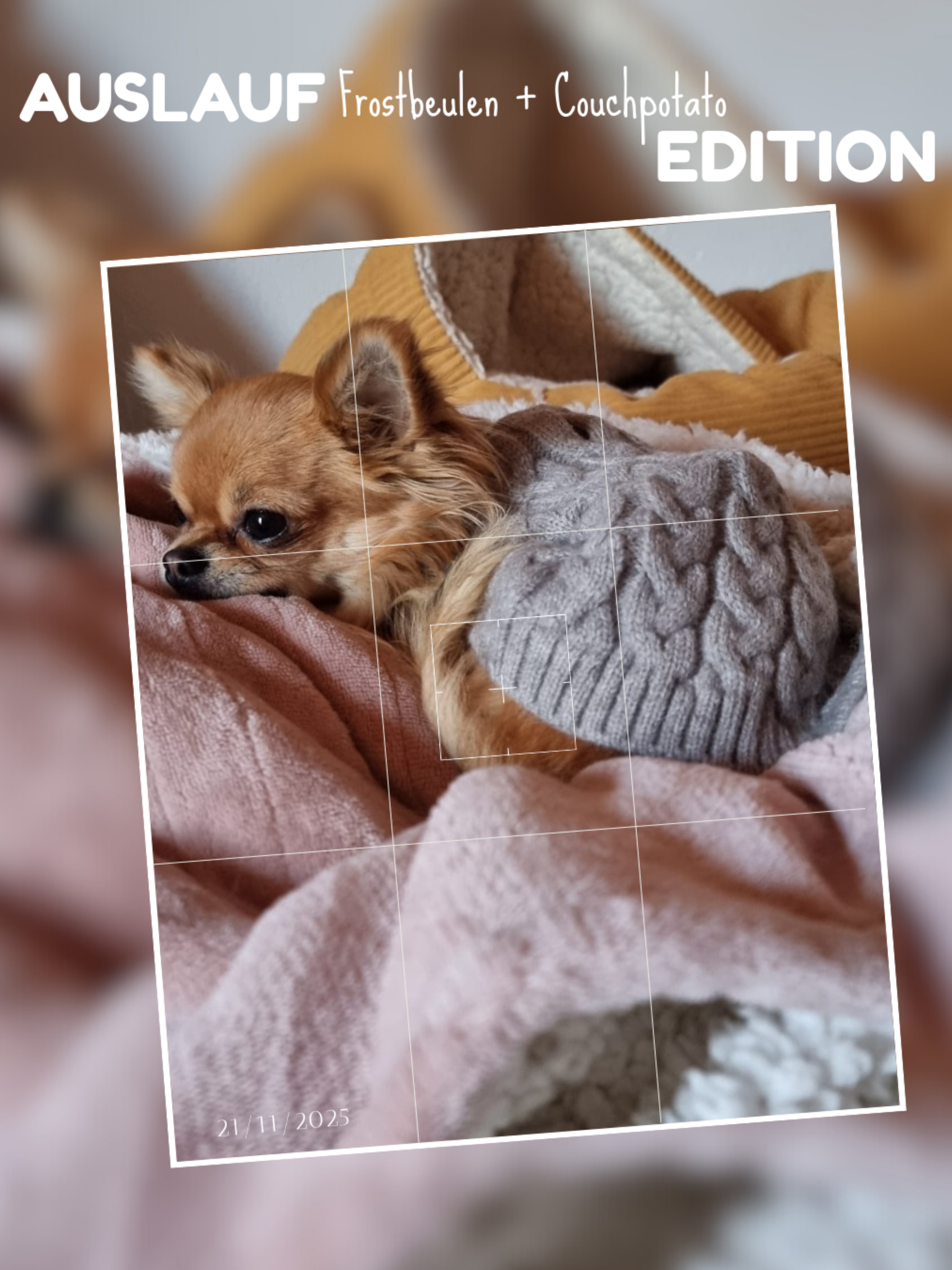 🐾 Unser Wochen-Auslauf – wie unterschiedlich Hunde wirklich sind