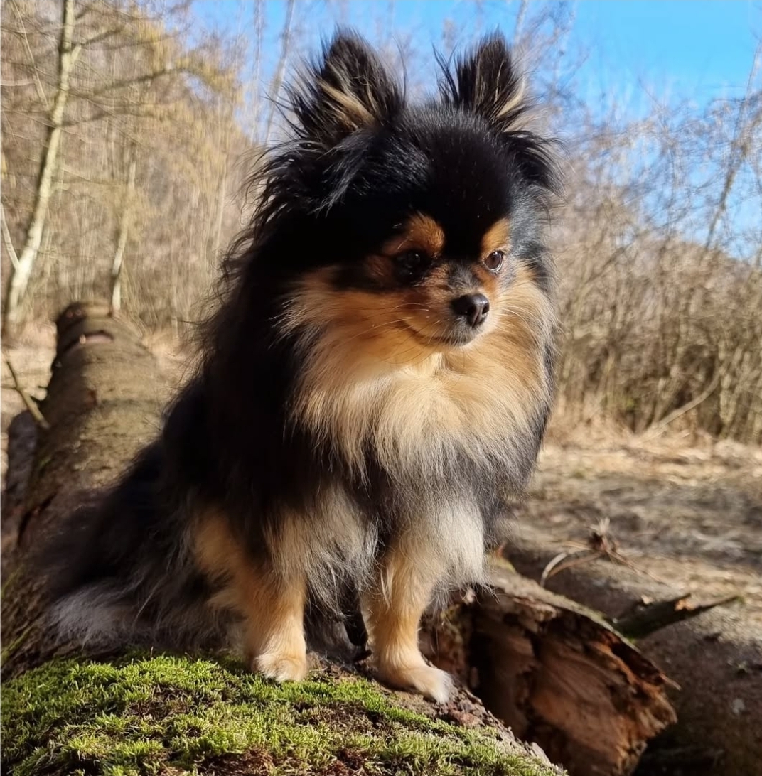 Hybrid, Rasse oder Mischling? – Eine ehrliche Entscheidungshilfe für kleine Hunde