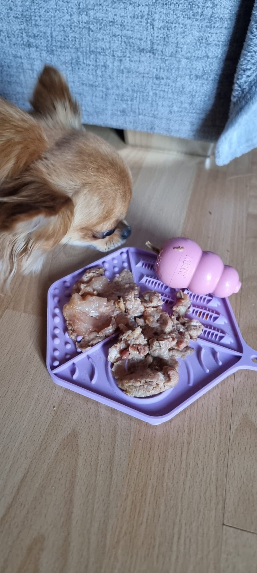 Trockenfutter, Nassfutter oder BARF? So findest du das passende Hundefutter